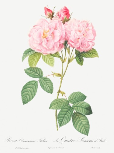 Italian Damask Rose