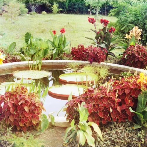 Victoria Regia. Ботанический сад в Сухуме
