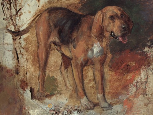 Study of a bloodhound
