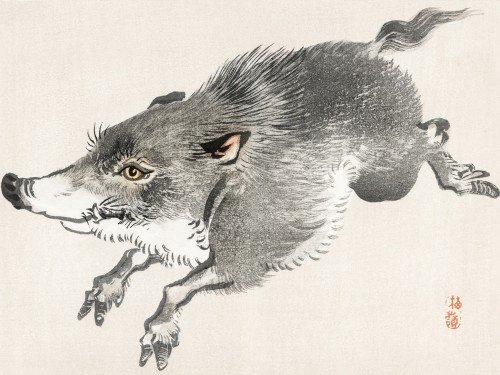 Wild boar