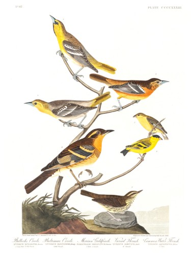 Bullock's Oriole, Baltimore Oriole