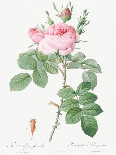 Rosa bifera officinalis