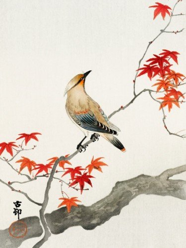 Japanese plague bird on maple