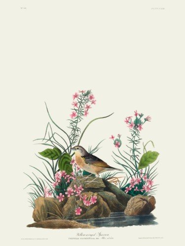 Yellow-winged Sparrow