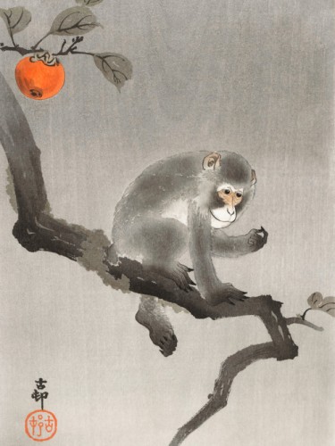 Monkey in cockatoo