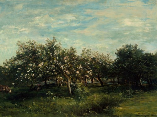 Apple Blossoms