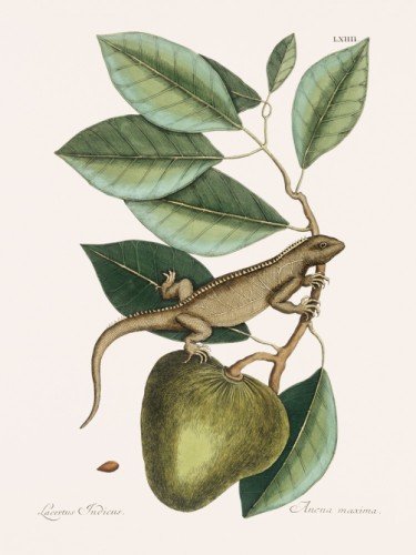 Guana