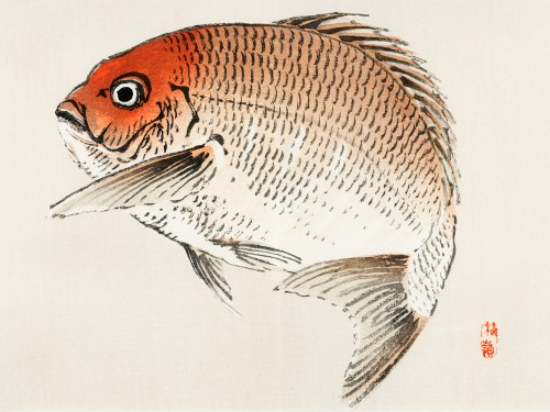 Tai fish