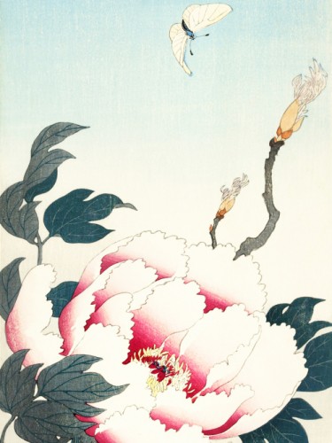 Peony with butterfly