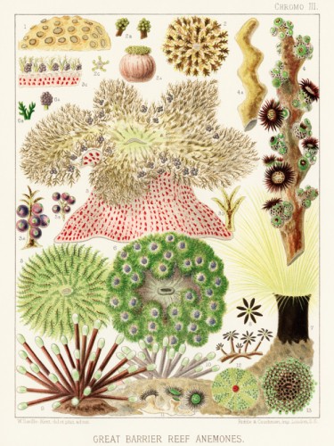 The Great Barrier Reef of Australia