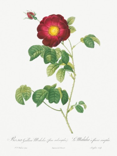 Simple-Flowered French Rose
