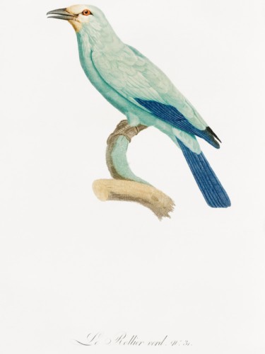 Des Oiseaux de Paradis