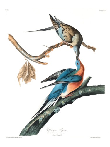 Passenger Pigeon