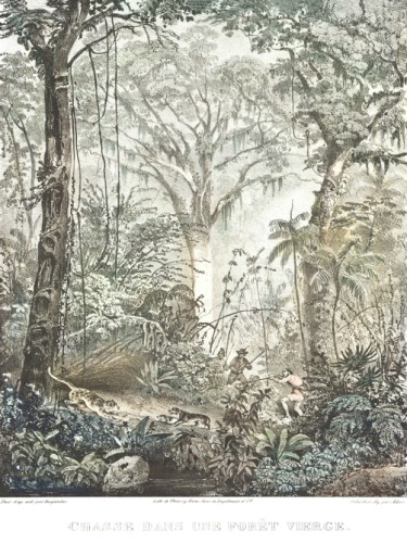 Chasse dans une Foret Vierge