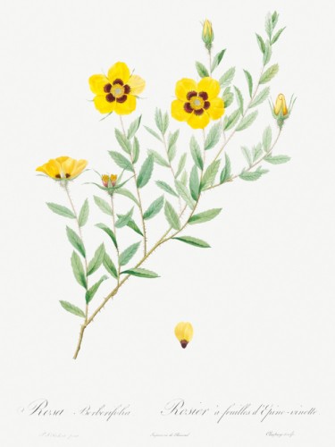 Rosa persica