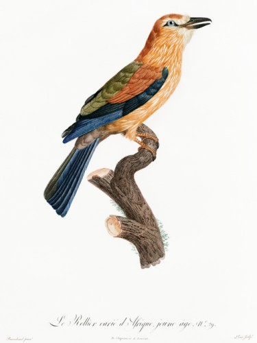 Des Oiseaux de Paradis