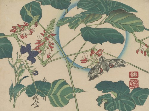 Moon, Bean and Moth