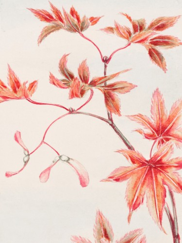 Branch of Momiji