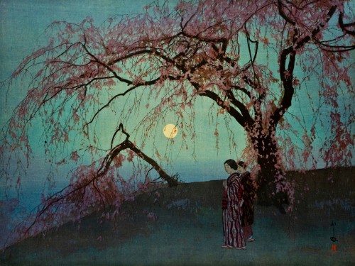 Kumoi-Zakura, Kumoi Cherry Trees