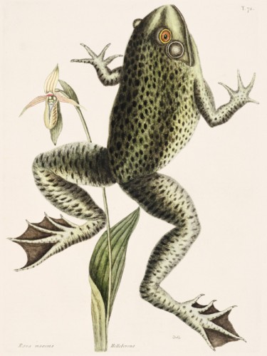 Bull Frog