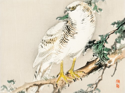 Northern mockingbird
