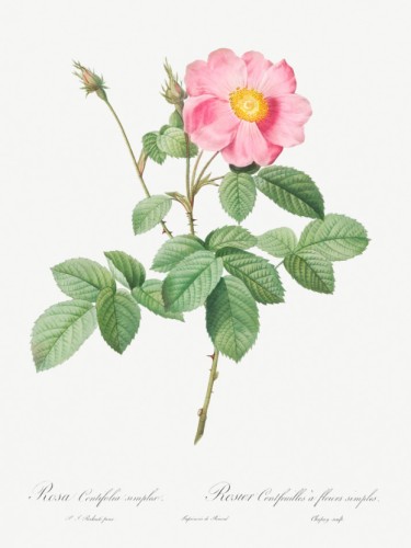 Single-Flowered Cabbage Rose