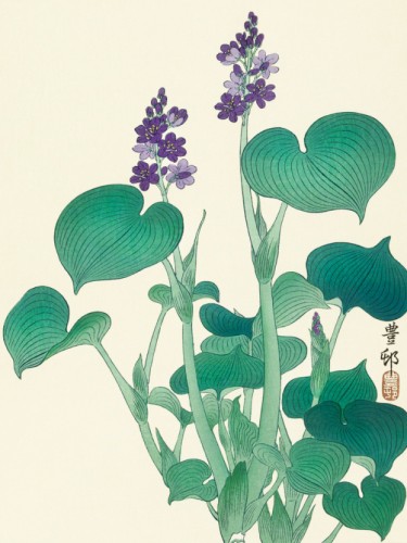 Blooming hosta