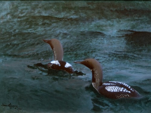 Black-throated Divers