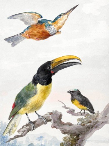 Three Birds a Kingfisher