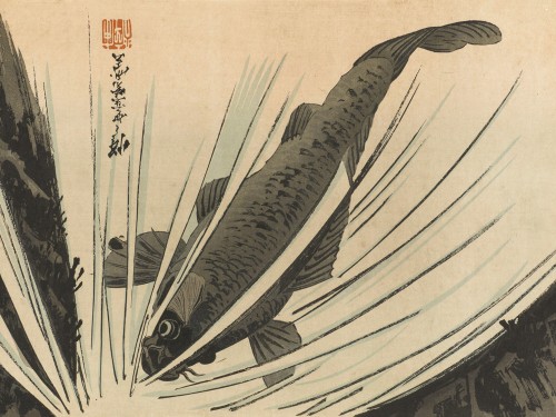 Carp