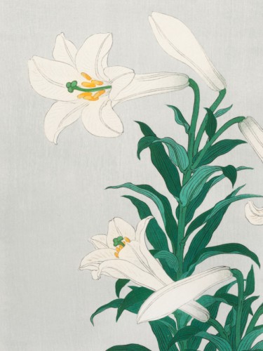 Lilies, Ohara