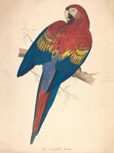 Red and Yellow Macaw