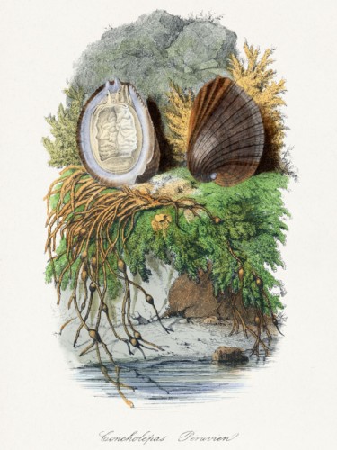 Le Jardin des Plante