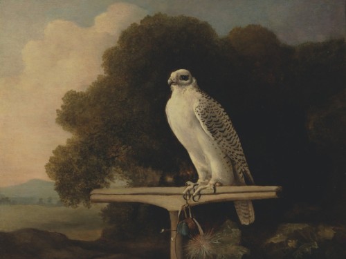 Greenland Falcon