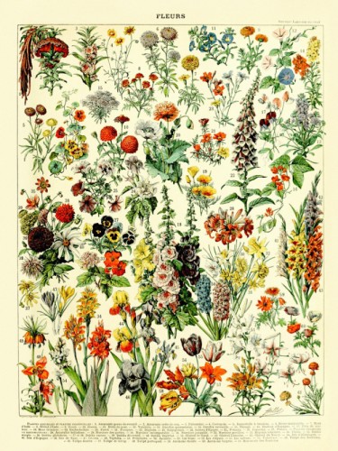 Fleurs