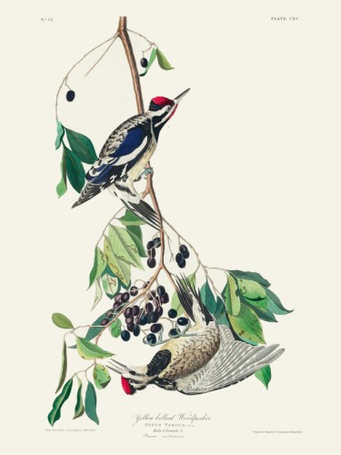 Yellow bellied Woodpecker