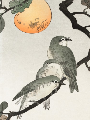 Birds and plants