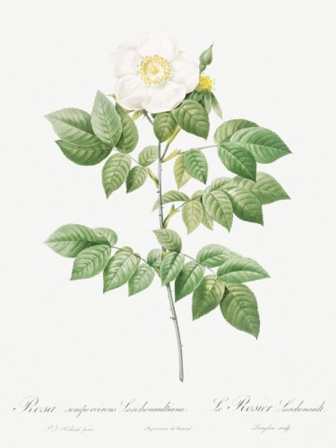 Leschenault's Rose