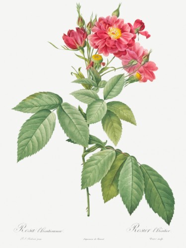Boursault Rose