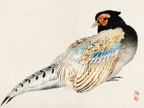 Peregrine falcon