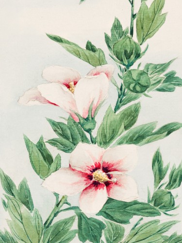 Hibiscus plant