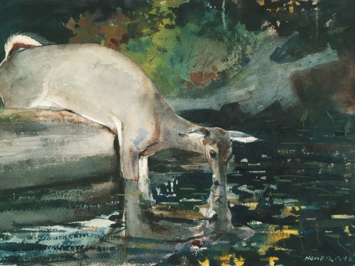 Deer Drinking, 1892