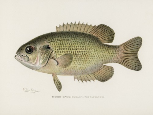 Fish Illustrations