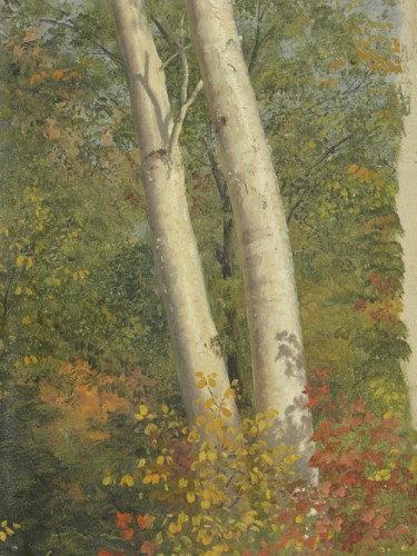 Birch Trees in Autumn