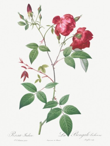 Velvet China Rose
