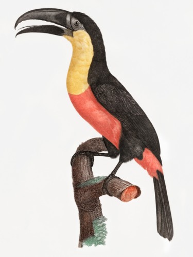 Des Oiseaux de Paradis