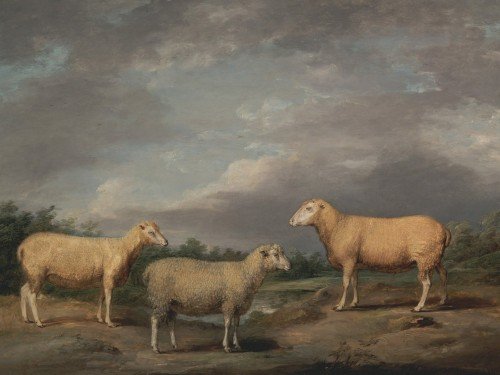 Ryelands Sheep