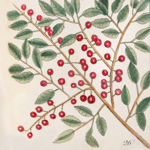 Dogwood Tree