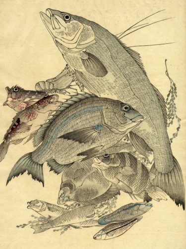 Fishes