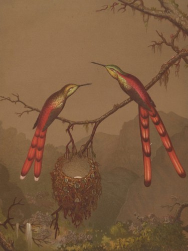 Brazilian Hummingbirds I